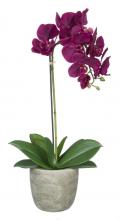 Single Stem Purple Orchid