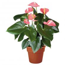 Pink Anthurium Plant