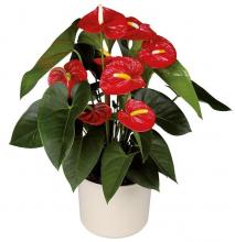 Red Anthurium Plant