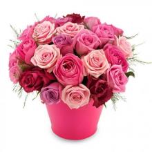 Roses Dream