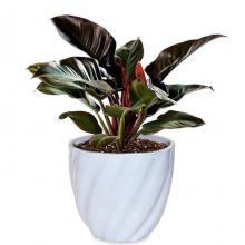 Philodendron Imperial Red