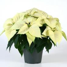 white Poinsettia plant in a pot