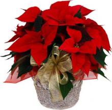 Classic Red Poinsettia