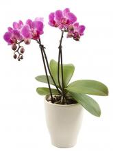 Phalaenopsis Orchid Twin Plant