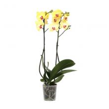 Yellow  Orchid Plant